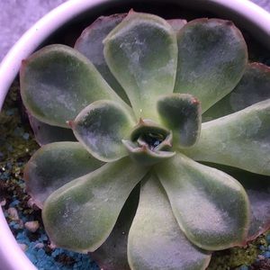 Meet your Posher, Callie